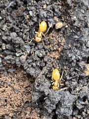 Lasius claviger