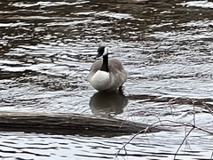 Branta canadensis