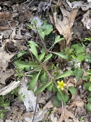 Ranunculus micranthus
