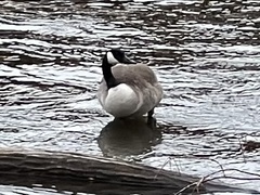 Branta canadensis