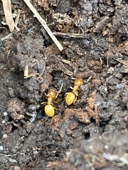Lasius claviger