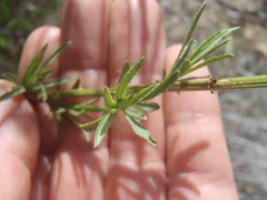 Baccharis thesioides