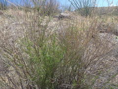 Baccharis thesioides