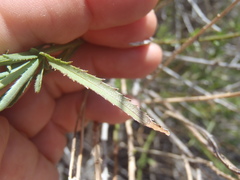 Baccharis thesioides