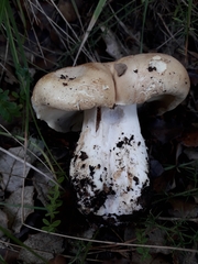 Leucopaxillus tricolor