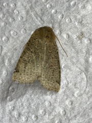 Conistra intricata