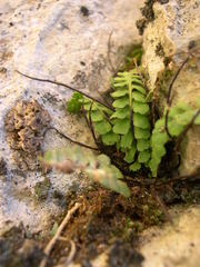 Asplenium petrarchae petrarchae