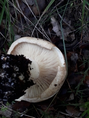 Leucopaxillus tricolor