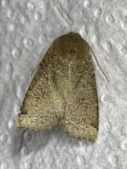 Conistra intricata