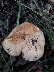 Leucopaxillus tricolor