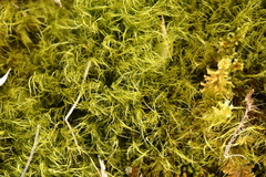 Flexitrichum flexicaule