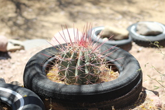 Ferocactus emoryi rectispinus
