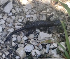 Salamandra atra