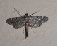 Duponchelia lanceolalis