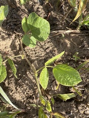 Rhynchosia difformis