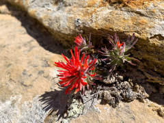 Castilleja scabrida scabrida