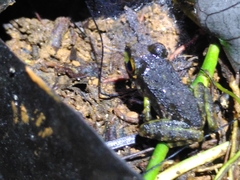 Pristimantis zeuctotylus