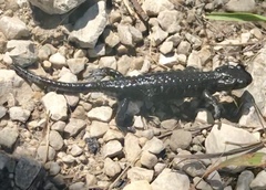 Salamandra atra