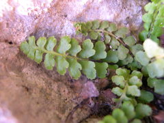 Asplenium petrarchae petrarchae