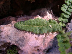 Asplenium petrarchae petrarchae