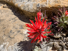 Castilleja scabrida scabrida