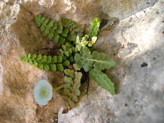 Asplenium petrarchae petrarchae