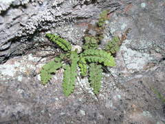 Asplenium petrarchae petrarchae