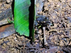 Pristimantis zeuctotylus