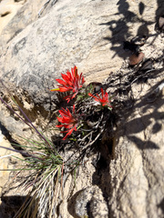 Castilleja scabrida scabrida