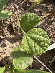 Rhynchosia difformis