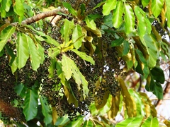 Didymopanax macrocarpus
