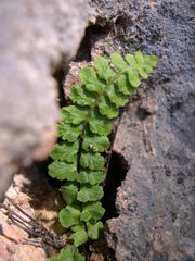Asplenium petrarchae petrarchae