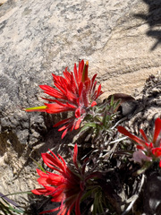 Castilleja scabrida scabrida