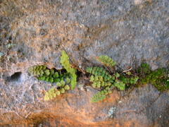 Asplenium petrarchae petrarchae