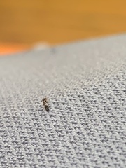 Xenomyrmex floridanus