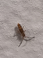 Entomobrya