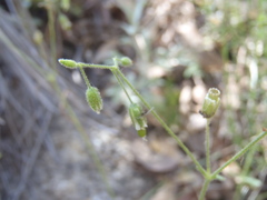 Cerastium texanum