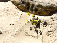 Draba zionensis