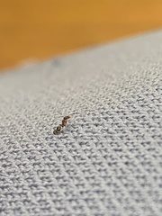 Xenomyrmex floridanus