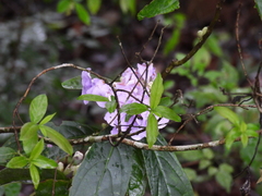Brunfelsia grandiflora