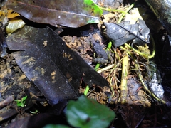 Pristimantis zeuctotylus