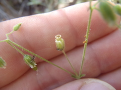 Cerastium texanum