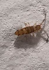 Entomobrya