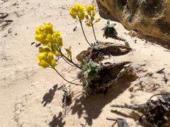 Draba zionensis