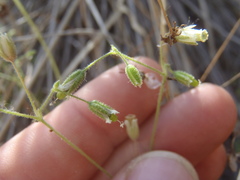 Cerastium texanum
