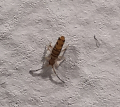 Entomobrya