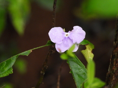 Brunfelsia grandiflora