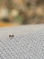 Xenomyrmex floridanus