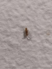 Entomobrya