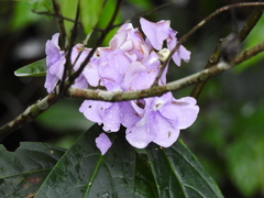 Brunfelsia grandiflora